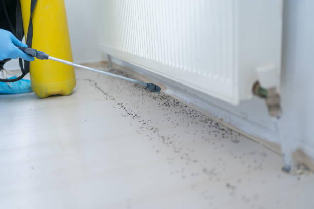 Best Pest Prevention Services  in Teviston, CA